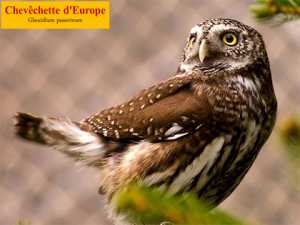 un chouette diaporama